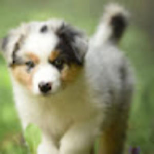 Meet your Posher, Avery